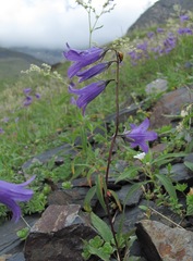 Campanula collina
