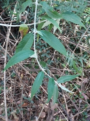 Buddleja madagascariensis