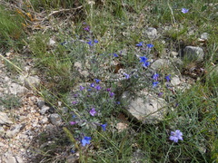 Lithodora fruticosa