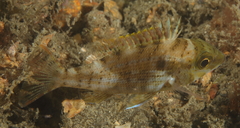 Lethrinus