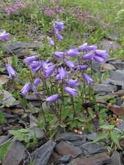 Campanula collina