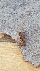 Stenhomalus taiwanus