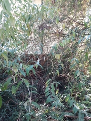 Buddleja madagascariensis