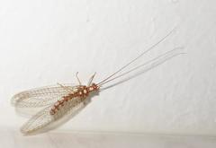 Dysochrysa furcata