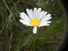 Leucanthemum graminifolium