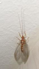 Dysochrysa furcata