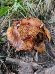 Cortinarius rubicundulus