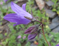 Campanula collina