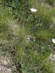Leucanthemum graminifolium