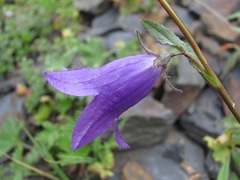 Campanula collina