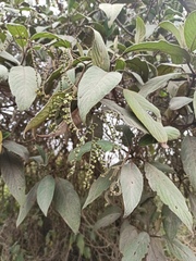 Tournefortia scabrida