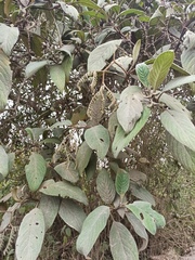 Tournefortia scabrida