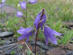 Campanula collina
