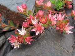 Phedimus stevenianus