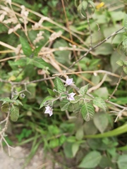 Solanum interandinum