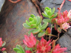 Phedimus stevenianus