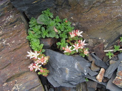 Phedimus stevenianus