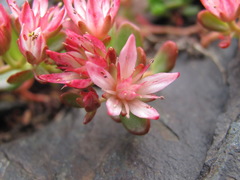 Phedimus stevenianus