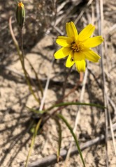 Microseris walteri