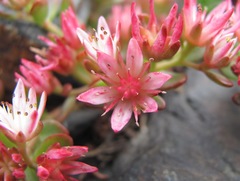 Phedimus stevenianus