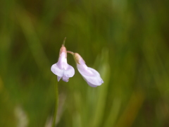 Vicia parviflora