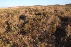 Aspalathus alpestris