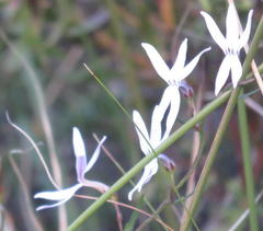 Cyphia volubilis volubilis