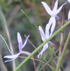 Cyphia volubilis volubilis