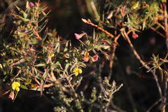 Aspalathus alpestris