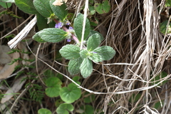 Ajuga sinuata