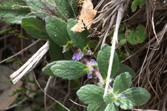 Ajuga sinuata