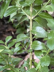 Buxus colchica