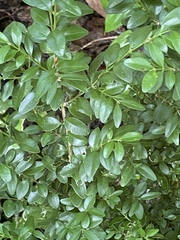 Buxus colchica