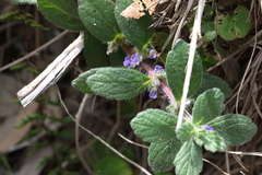 Ajuga sinuata