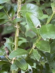 Buxus colchica