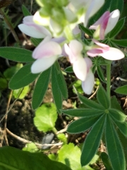 Lupinus albus