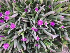 Carpobrotus modestus
