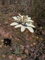 Ixia abbreviata