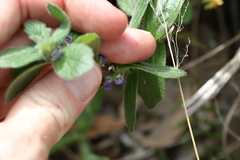 Ajuga sinuata