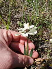 Ixia abbreviata