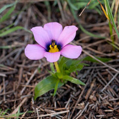 Moraea versicolor