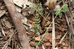 Swainsona brachycarpa