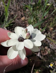 Ixia abbreviata