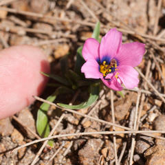 Moraea versicolor