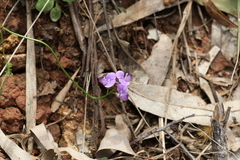 Swainsona brachycarpa