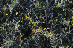 Aspalathus acuminata acuminata