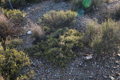 Aspalathus acuminata acuminata