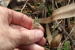 Swainsona brachycarpa