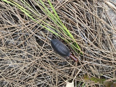 Polyzosteria limbata