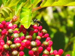 Braunsapis clarihirta